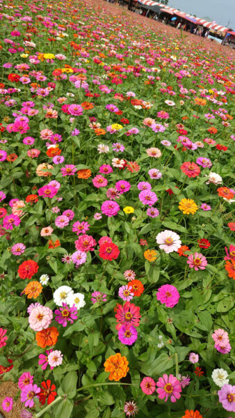台中國際花毯節花海